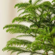 Seeds Christmas Tree Plant (Norfolk Pine Tree)